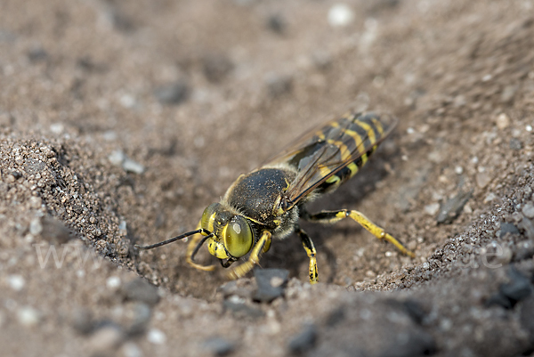 Kreiselwespe (Bembix rostrata)