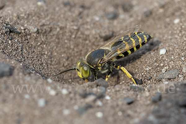 Kreiselwespe (Bembix rostrata)