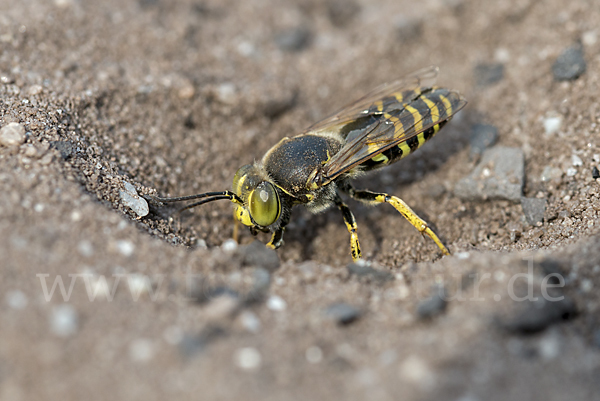 Kreiselwespe (Bembix rostrata)