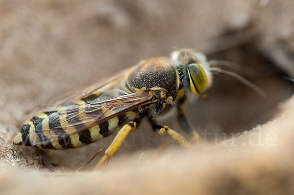 Kreiselwespe (Bembix rostrata)