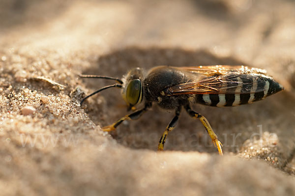 Kreiselwespe (Bembix rostrata)