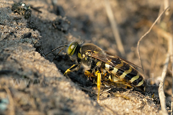 Kreiselwespe (Bembix rostrata)