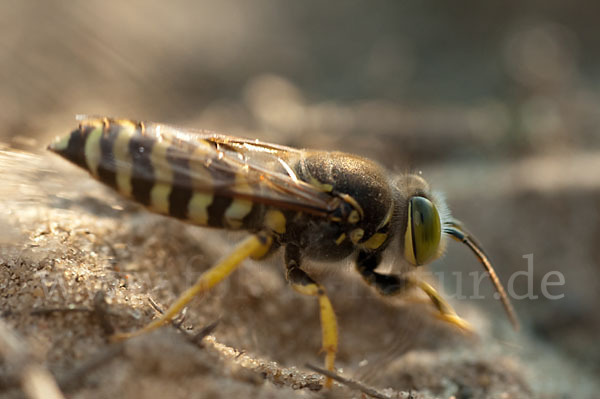 Kreiselwespe (Bembix rostrata)