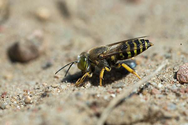 Kreiselwespe (Bembix rostrata)