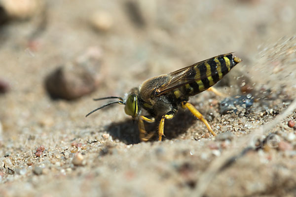 Kreiselwespe (Bembix rostrata)