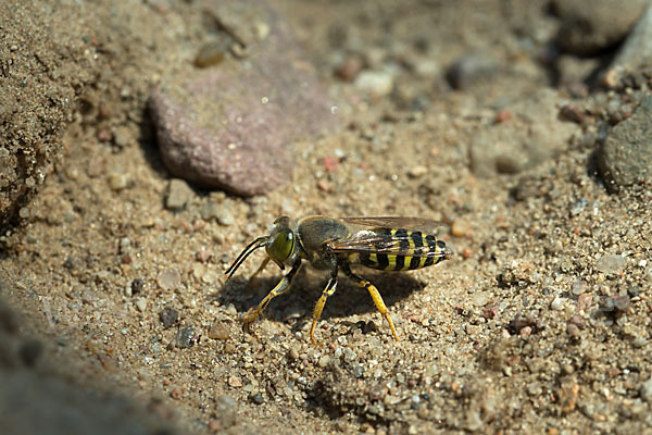 Kreiselwespe (Bembix rostrata)