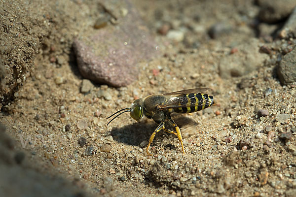 Kreiselwespe (Bembix rostrata)