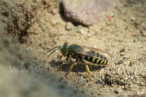 Kreiselwespe (Bembix rostrata)