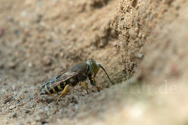 Kreiselwespe (Bembix rostrata)