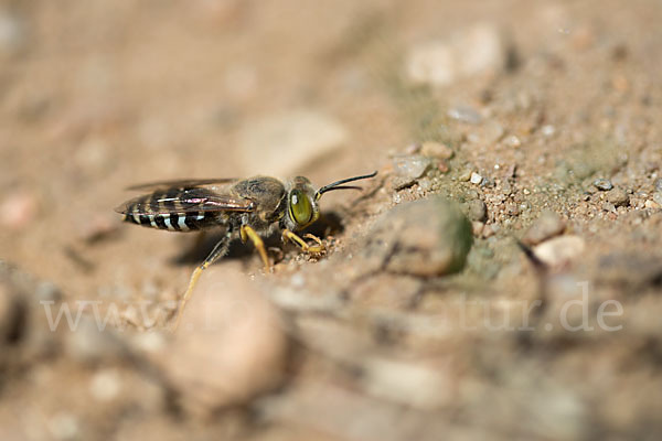 Kreiselwespe (Bembix rostrata)