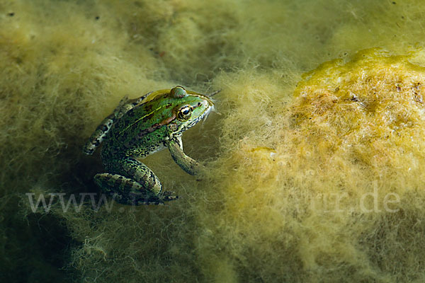 Kreta-Wasserfrosch (Pelophylax cretensis)