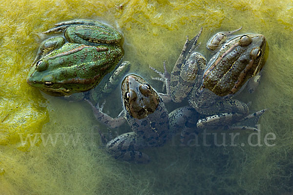 Kreta-Wasserfrosch (Pelophylax cretensis)