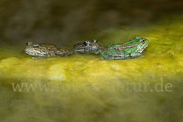 Kreta-Wasserfrosch (Pelophylax cretensis)