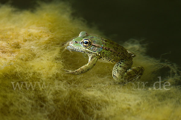 Kreta-Wasserfrosch (Pelophylax cretensis)