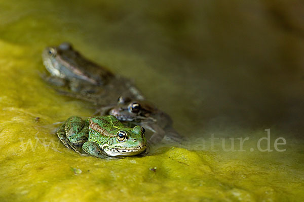 Kreta-Wasserfrosch (Pelophylax cretensis)