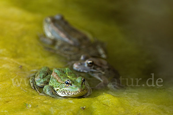 Kreta-Wasserfrosch (Pelophylax cretensis)