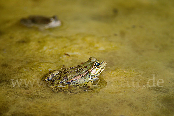 Kreta-Wasserfrosch (Pelophylax cretensis)