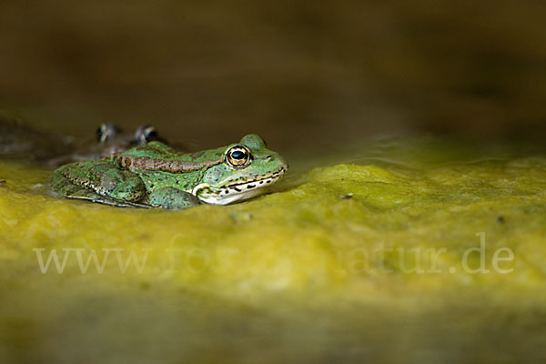 Kreta-Wasserfrosch (Pelophylax cretensis)