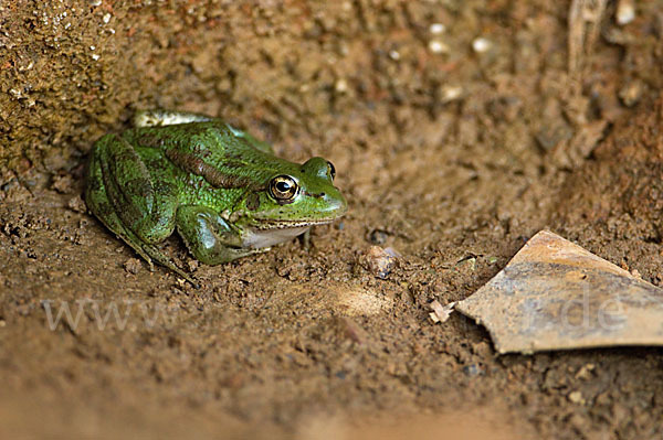 Kreta-Wasserfrosch (Pelophylax cretensis)