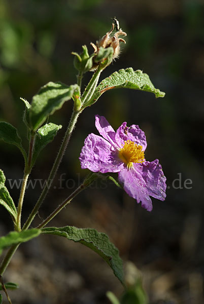 Kretische Zistrose (Cistus creticus)