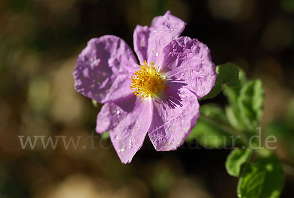 Kretische Zistrose (Cistus creticus)