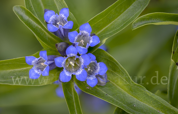 Kreuz-Enzian (Gentiana cruciata)