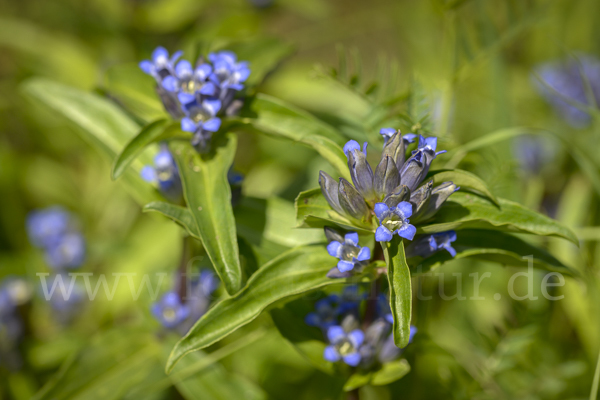 Kreuz-Enzian (Gentiana cruciata)