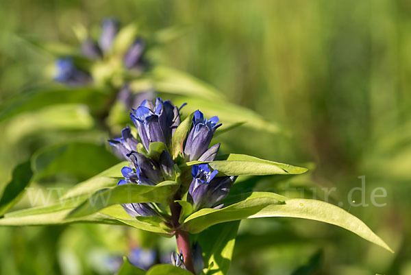 Kreuz-Enzian (Gentiana cruciata)