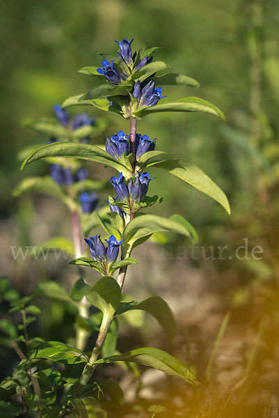 Kreuz-Enzian (Gentiana cruciata)