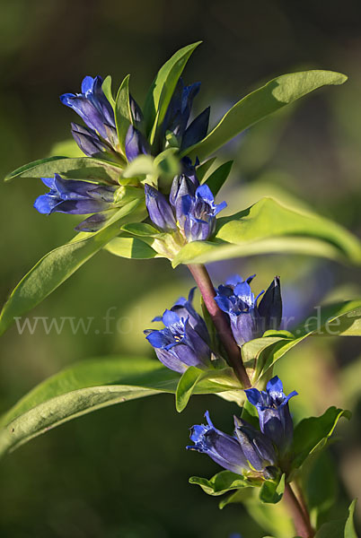 Kreuz-Enzian (Gentiana cruciata)