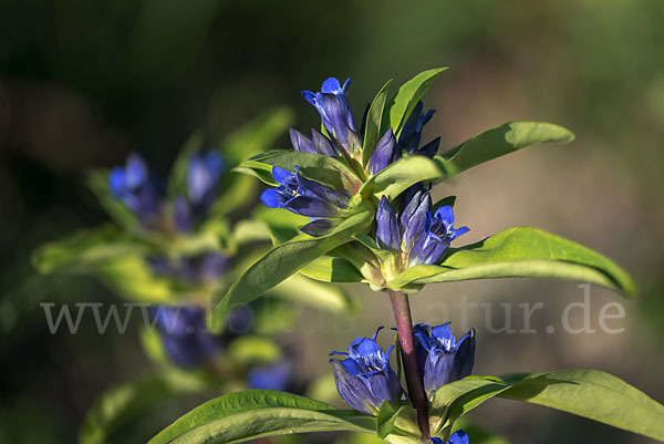 Kreuz-Enzian (Gentiana cruciata)