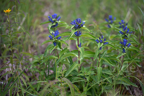 Kreuz-Enzian (Gentiana cruciata)