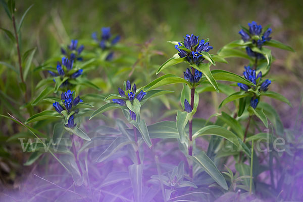 Kreuz-Enzian (Gentiana cruciata)