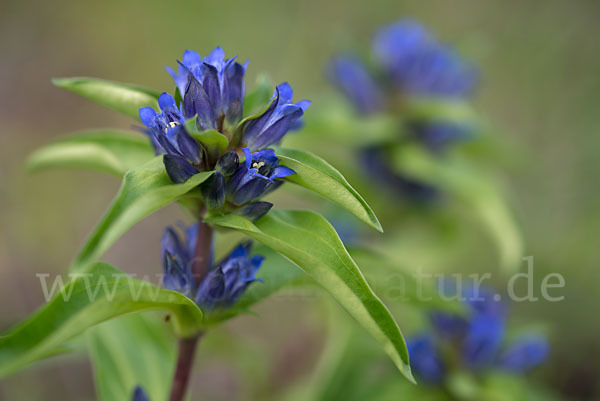 Kreuz-Enzian (Gentiana cruciata)