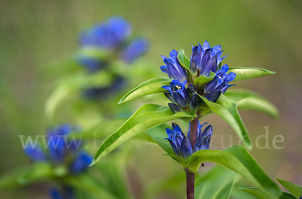 Kreuz-Enzian (Gentiana cruciata)