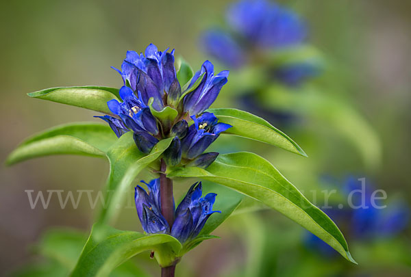 Kreuz-Enzian (Gentiana cruciata)