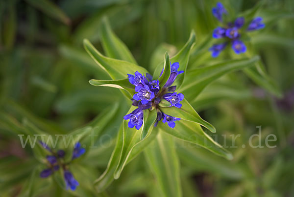 Kreuz-Enzian (Gentiana cruciata)