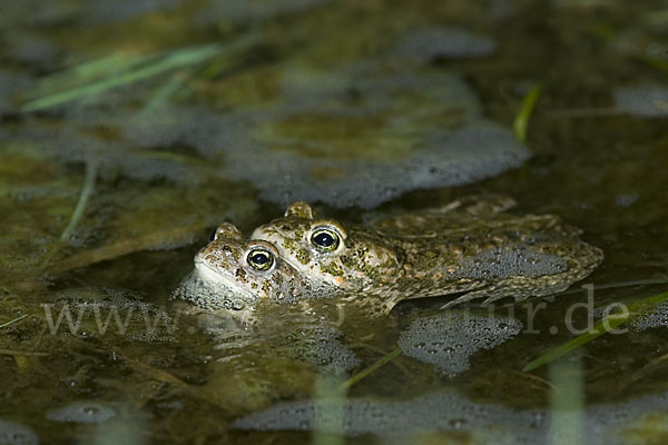 Kreuzkröte (Bufo calamita)