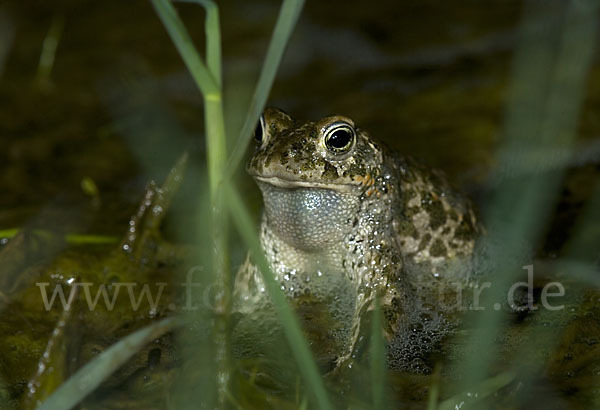 Kreuzkröte (Bufo calamita)