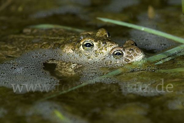 Kreuzkröte (Bufo calamita)