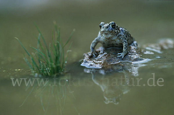 Kreuzkröte (Bufo calamita)