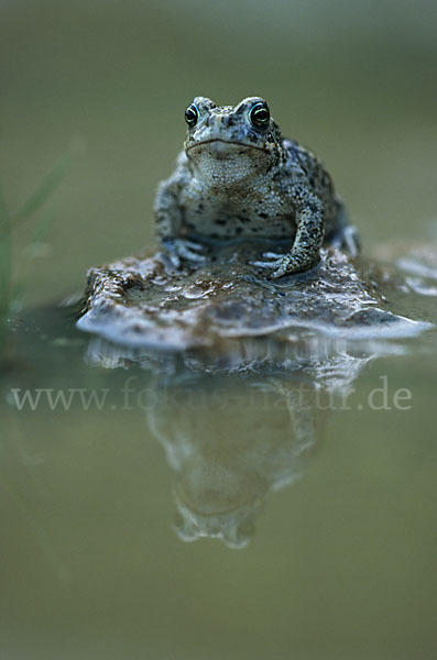 Kreuzkröte (Bufo calamita)