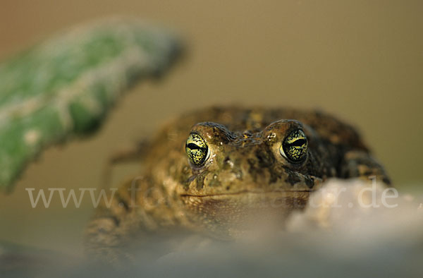 Kreuzkröte (Bufo calamita)