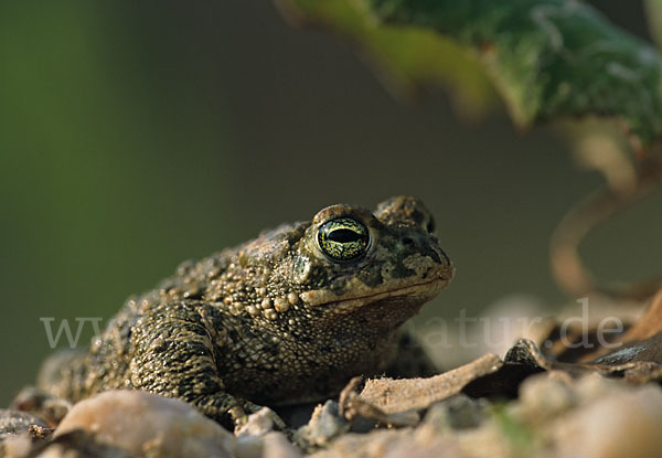 Kreuzkröte (Bufo calamita)