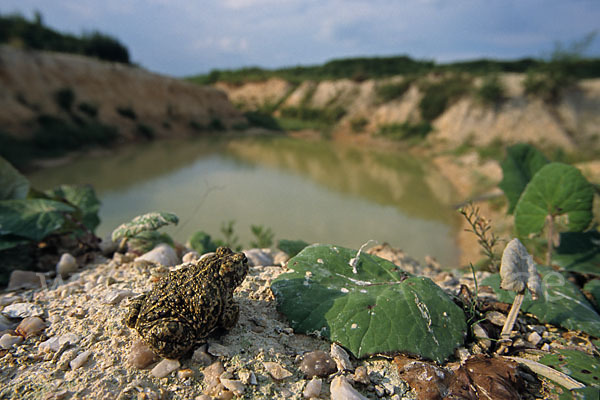 Kreuzkröte (Bufo calamita)