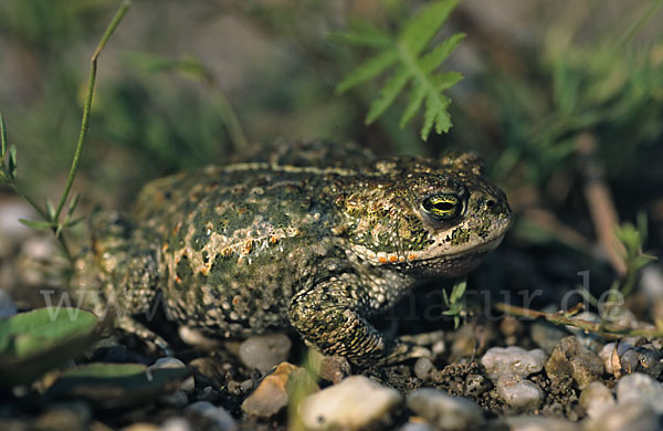 Kreuzkröte (Bufo calamita)