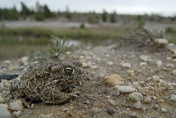 Kreuzkröte (Bufo calamita)