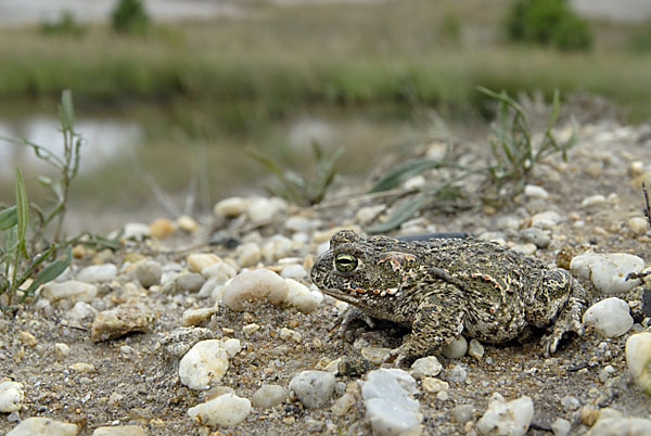 Kreuzkröte (Bufo calamita)