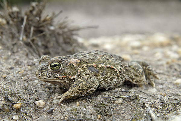 Kreuzkröte (Bufo calamita)