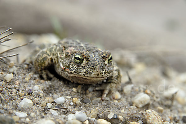 Kreuzkröte (Bufo calamita)